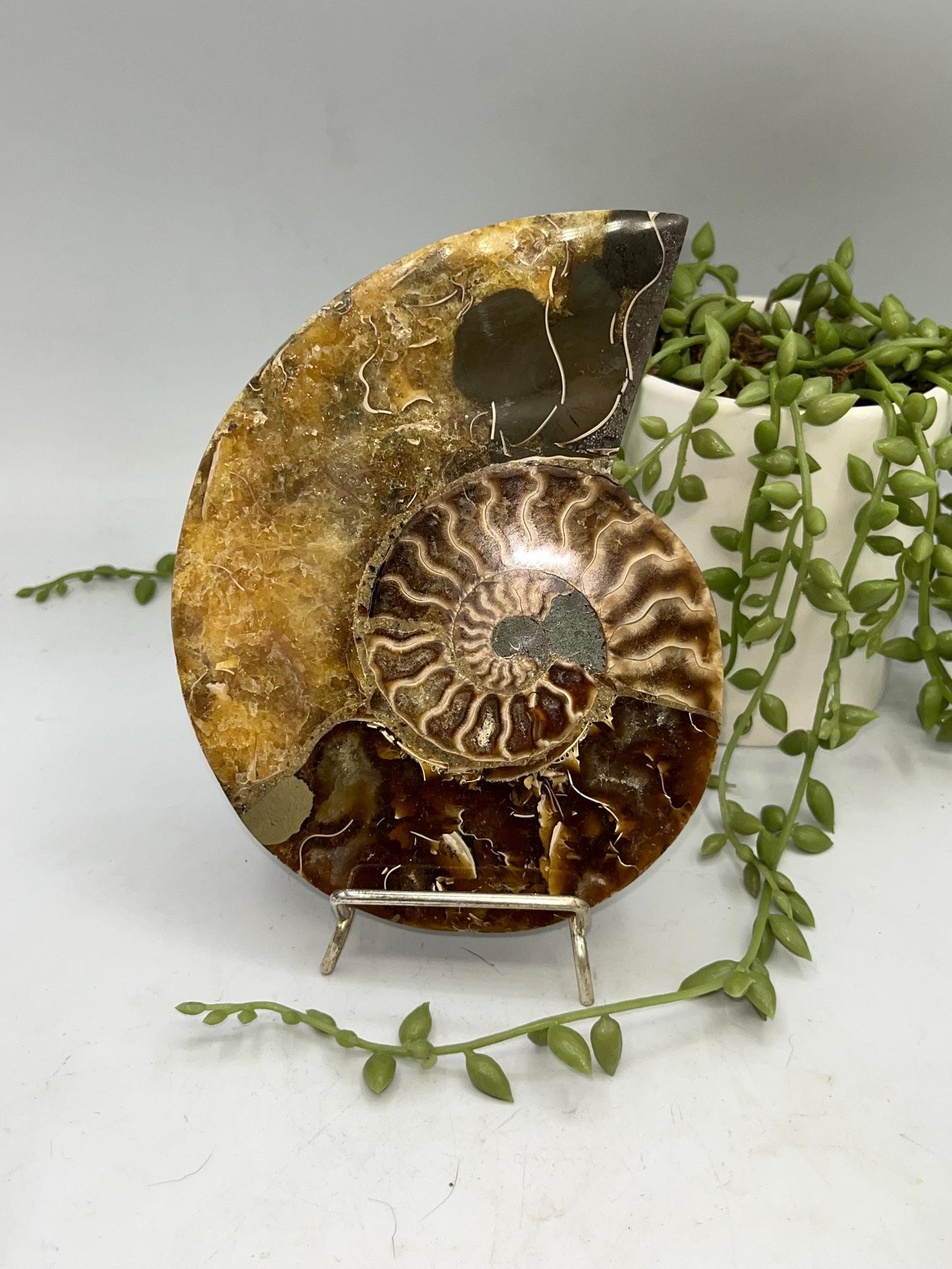 Beautiful Ammonite shell from Morocco. Spiral Shell Ammonite, Polished Half Shell Ammonite