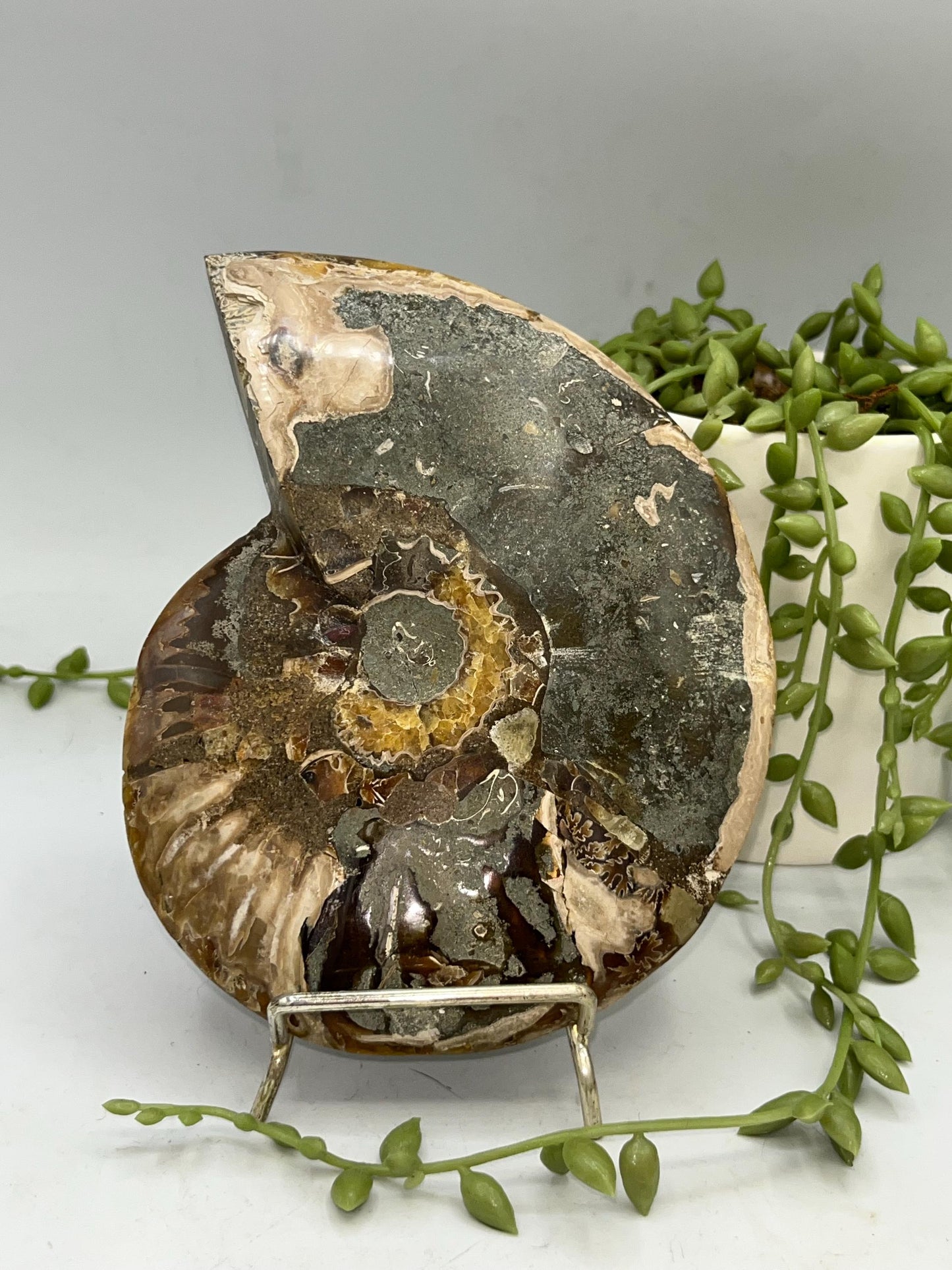 Beautiful Ammonite shell from Morocco. Spiral Shell Ammonite, Polished Half Shell Ammonite
