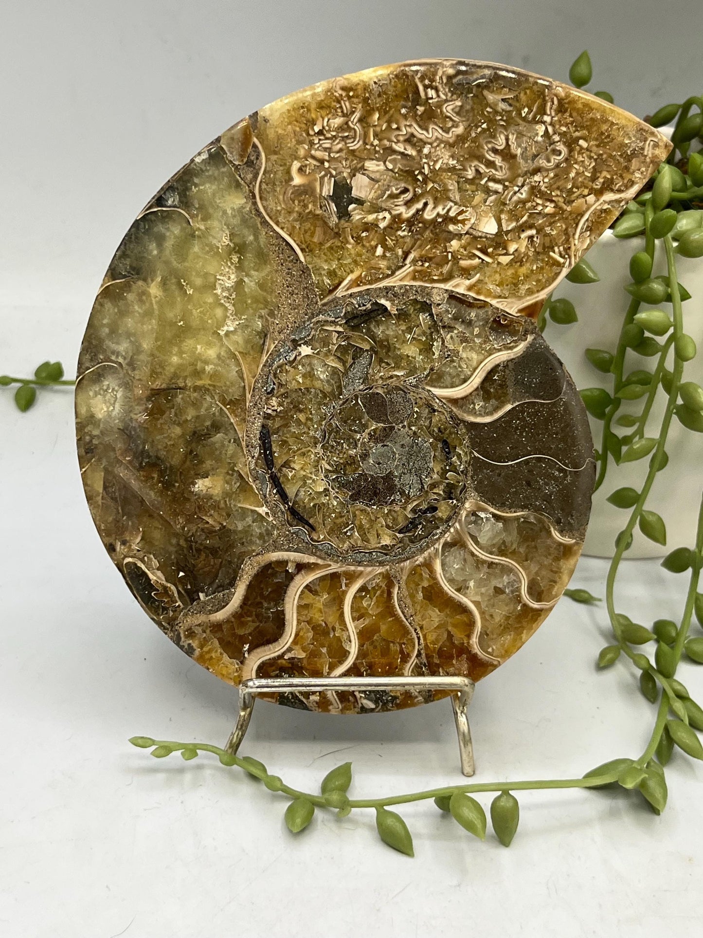 Beautiful Ammonite shell from Morocco. Spiral Shell Ammonite, Polished Half Shell Ammonite