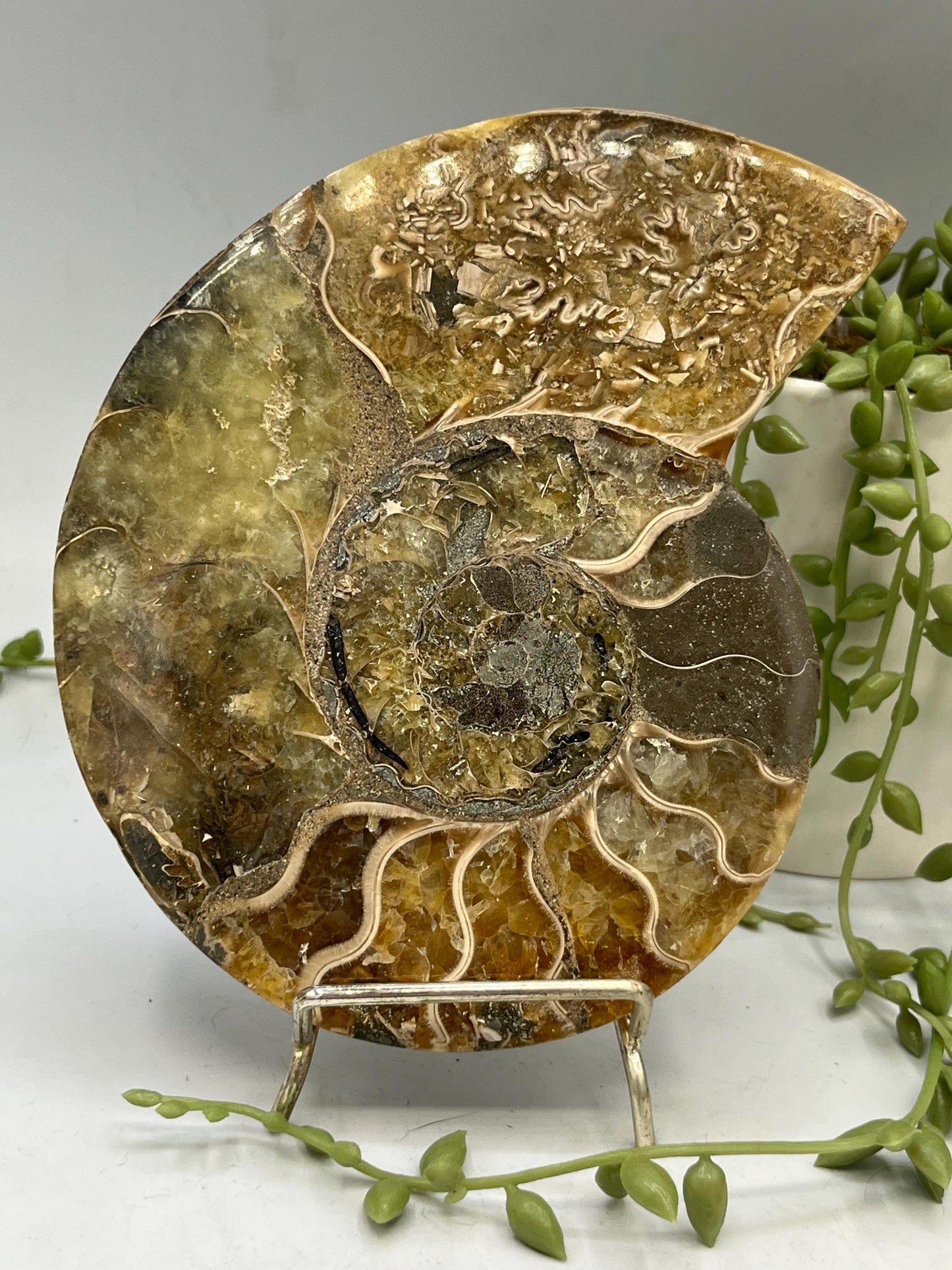 Beautiful Ammonite shell from Morocco. Spiral Shell Ammonite, Polished Half Shell Ammonite