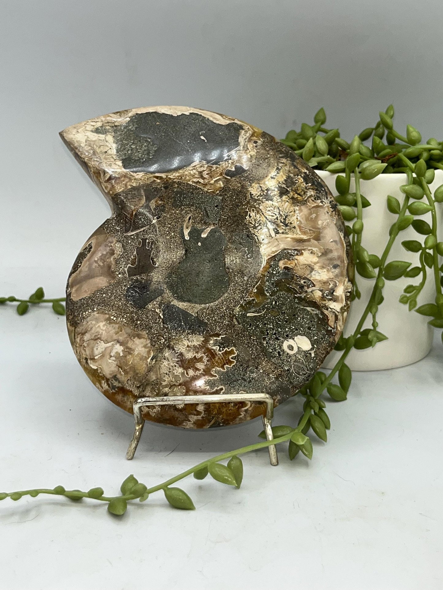 Beautiful Ammonite shell from Morocco. Spiral Shell Ammonite, Polished Half Shell Ammonite