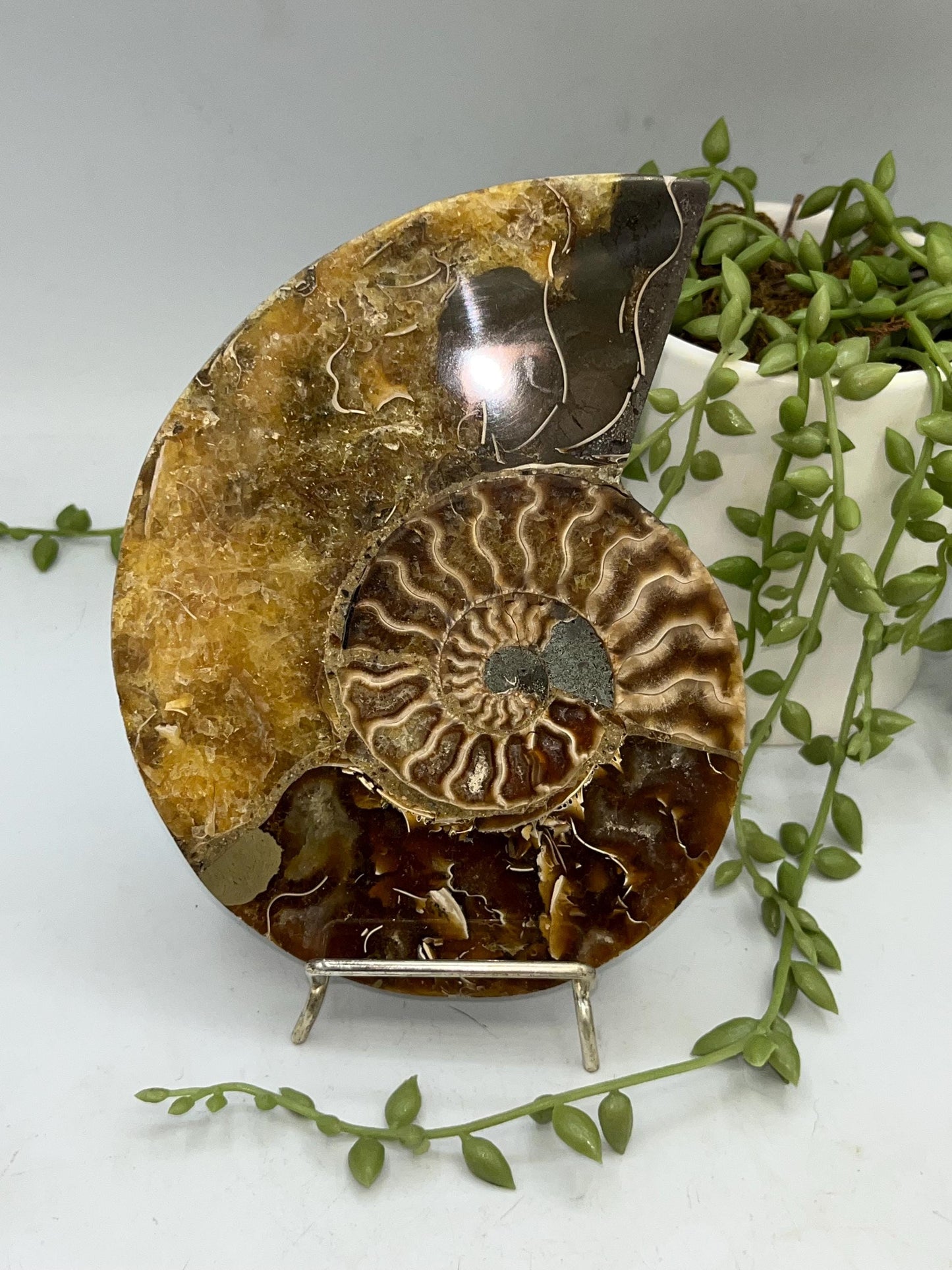 Beautiful Ammonite shell from Morocco. Spiral Shell Ammonite, Polished Half Shell Ammonite