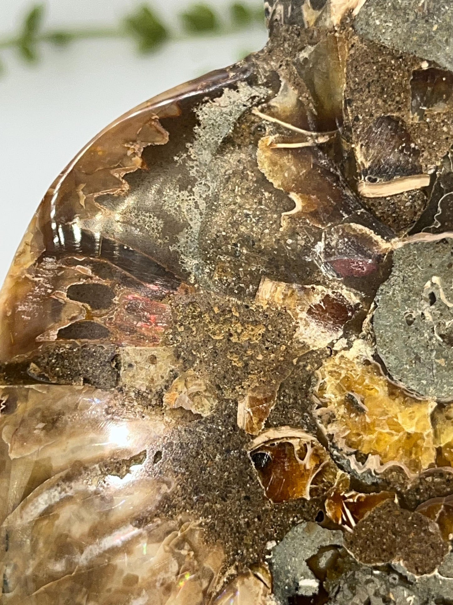 Beautiful Ammonite shell from Morocco. Spiral Shell Ammonite, Polished Half Shell Ammonite