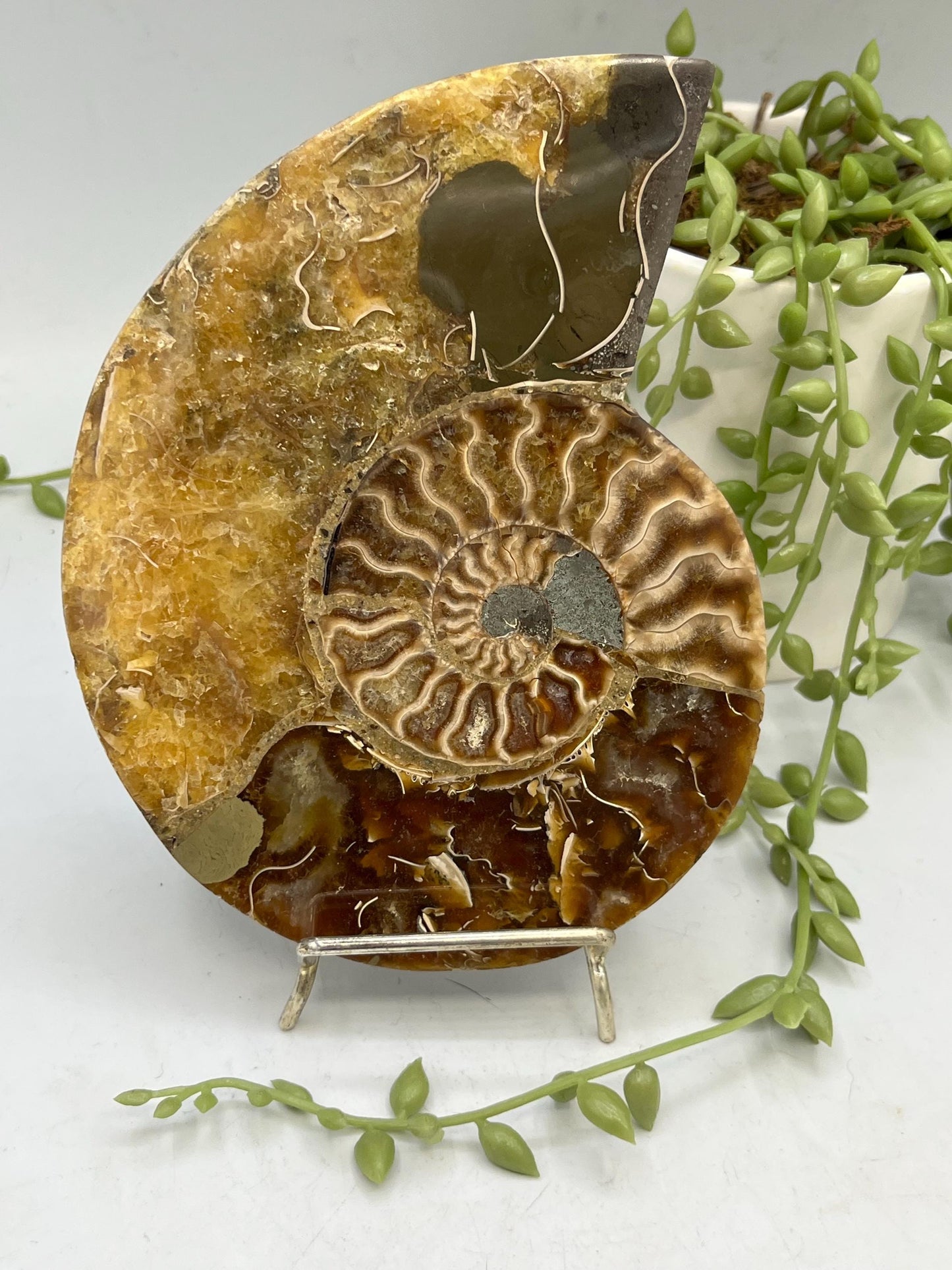 Beautiful Ammonite shell from Morocco. Spiral Shell Ammonite, Polished Half Shell Ammonite