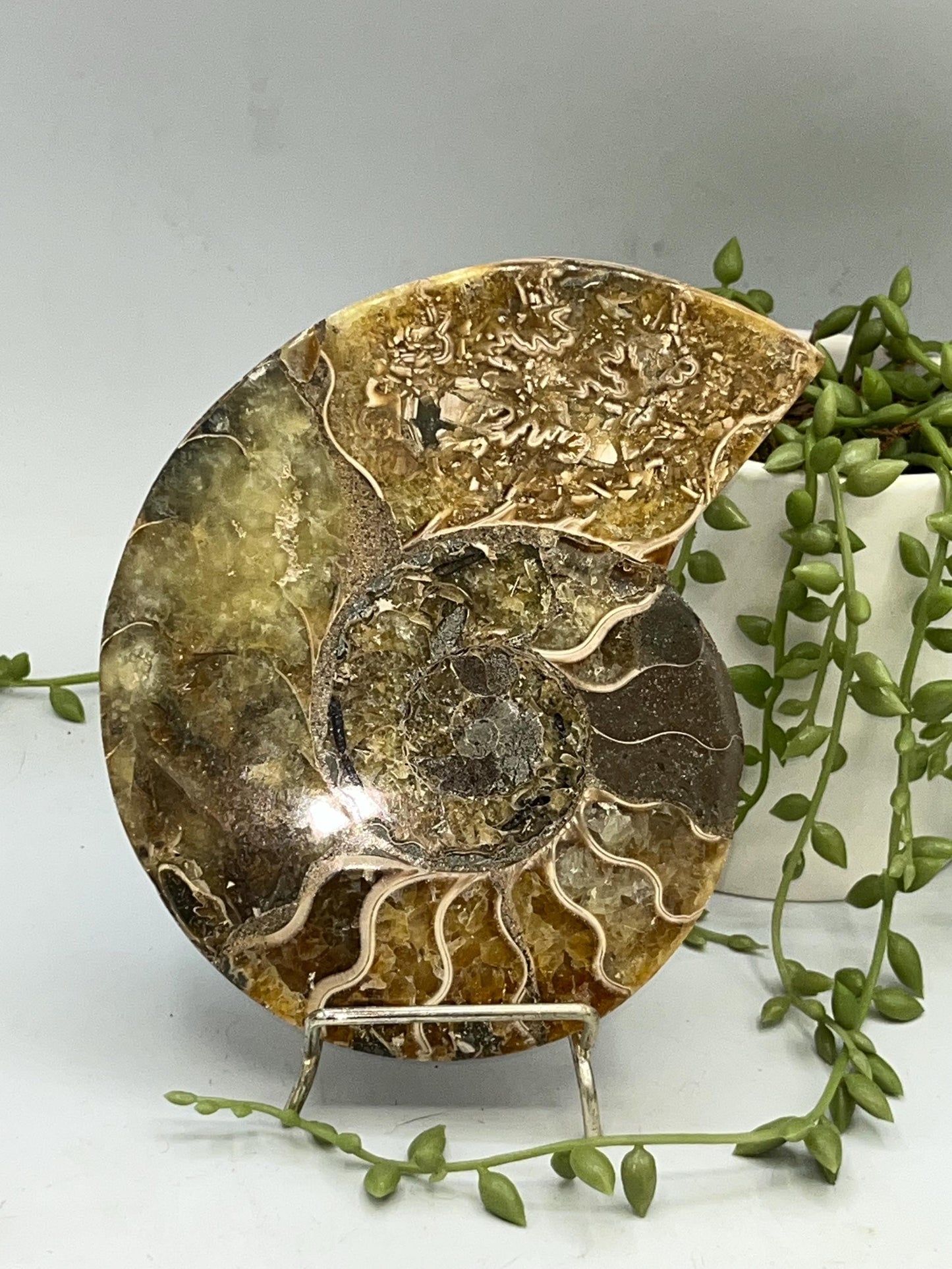 Beautiful Ammonite shell from Morocco. Spiral Shell Ammonite, Polished Half Shell Ammonite