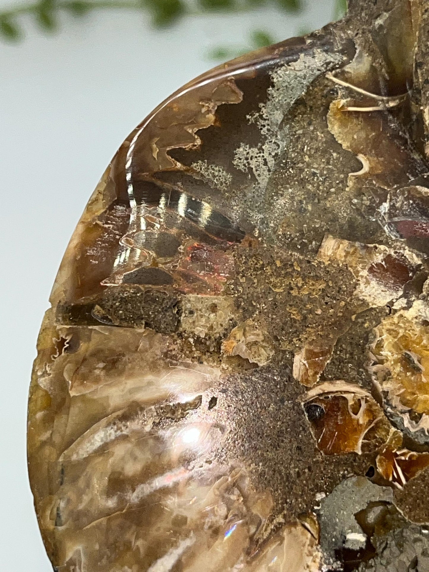 Beautiful Ammonite shell from Morocco. Spiral Shell Ammonite, Polished Half Shell Ammonite