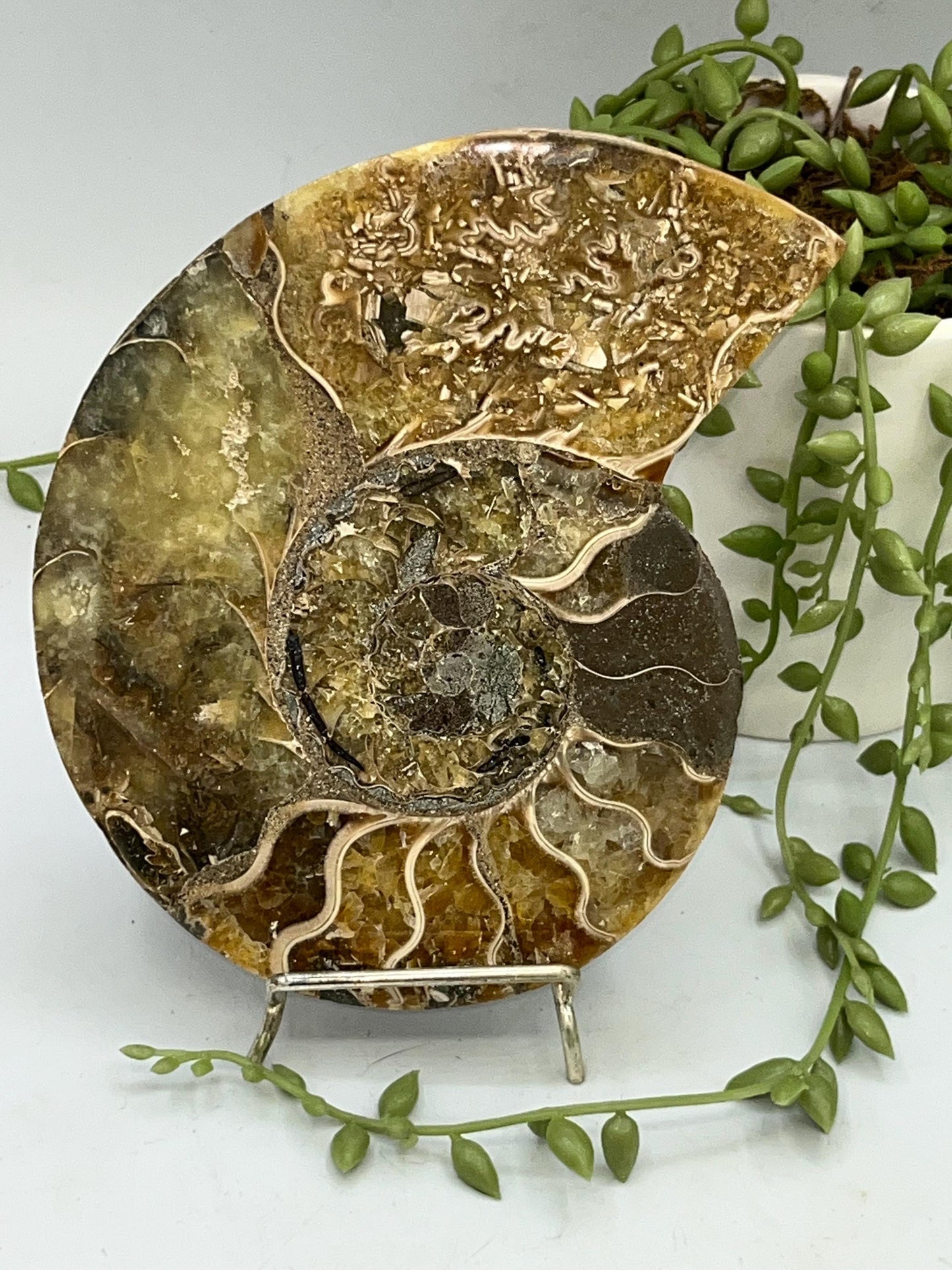Beautiful Ammonite shell from Morocco. Spiral Shell Ammonite, Polished Half Shell Ammonite