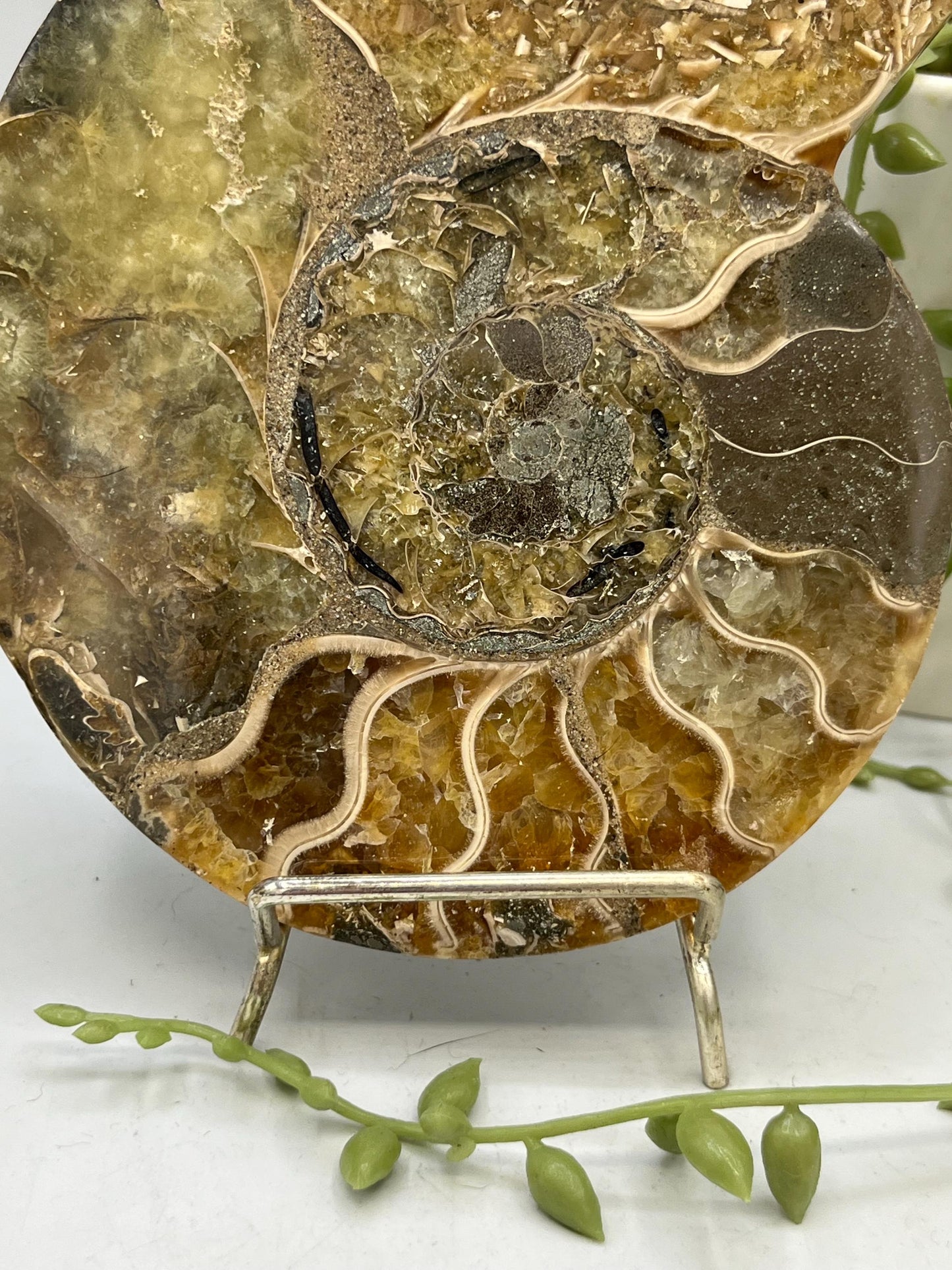 Beautiful Ammonite shell from Morocco. Spiral Shell Ammonite, Polished Half Shell Ammonite