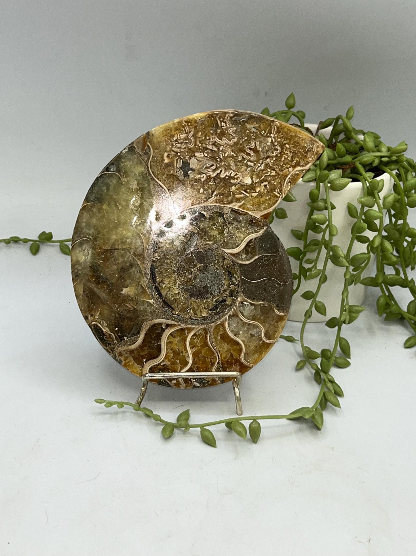 Beautiful Ammonite shell from Morocco. Spiral Shell Ammonite, Polished Half Shell Ammonite
