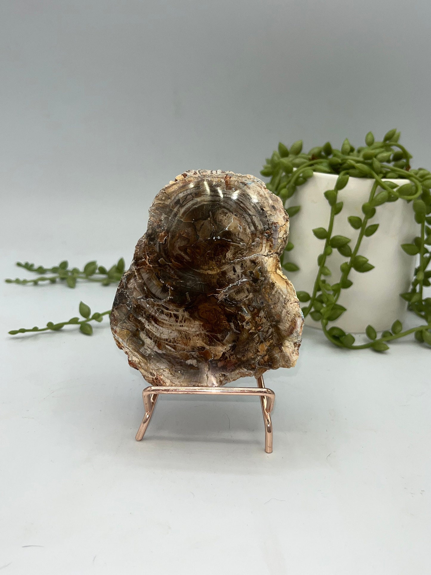 Genuine Petrified Wood Slice, Petrified Wood Slab, Root Chakra, Heart Chakra, opalised wood, fossil wood