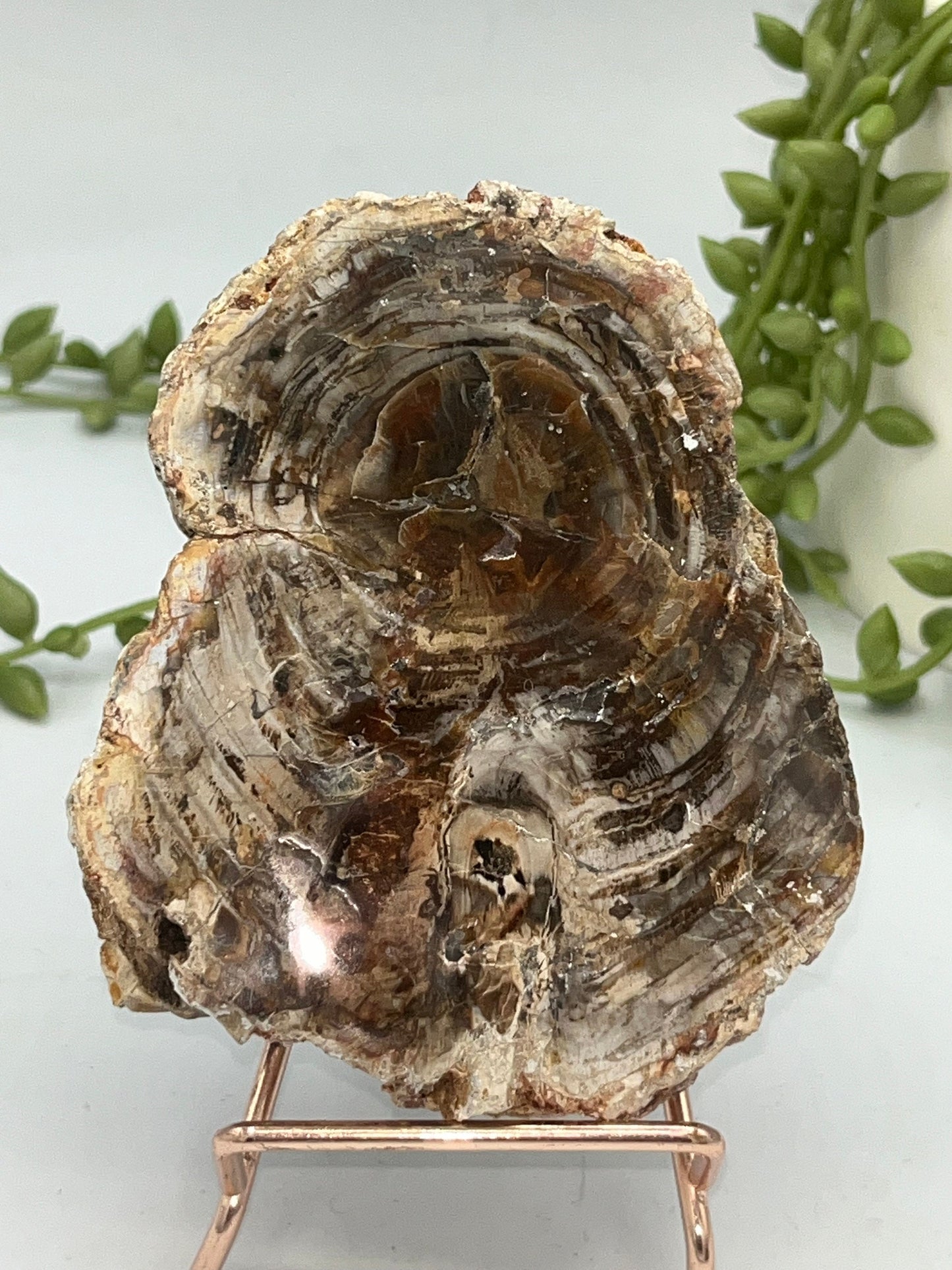 Genuine Petrified Wood Slice, Petrified Wood Slab, Root Chakra, Heart Chakra, opalised wood, fossil wood