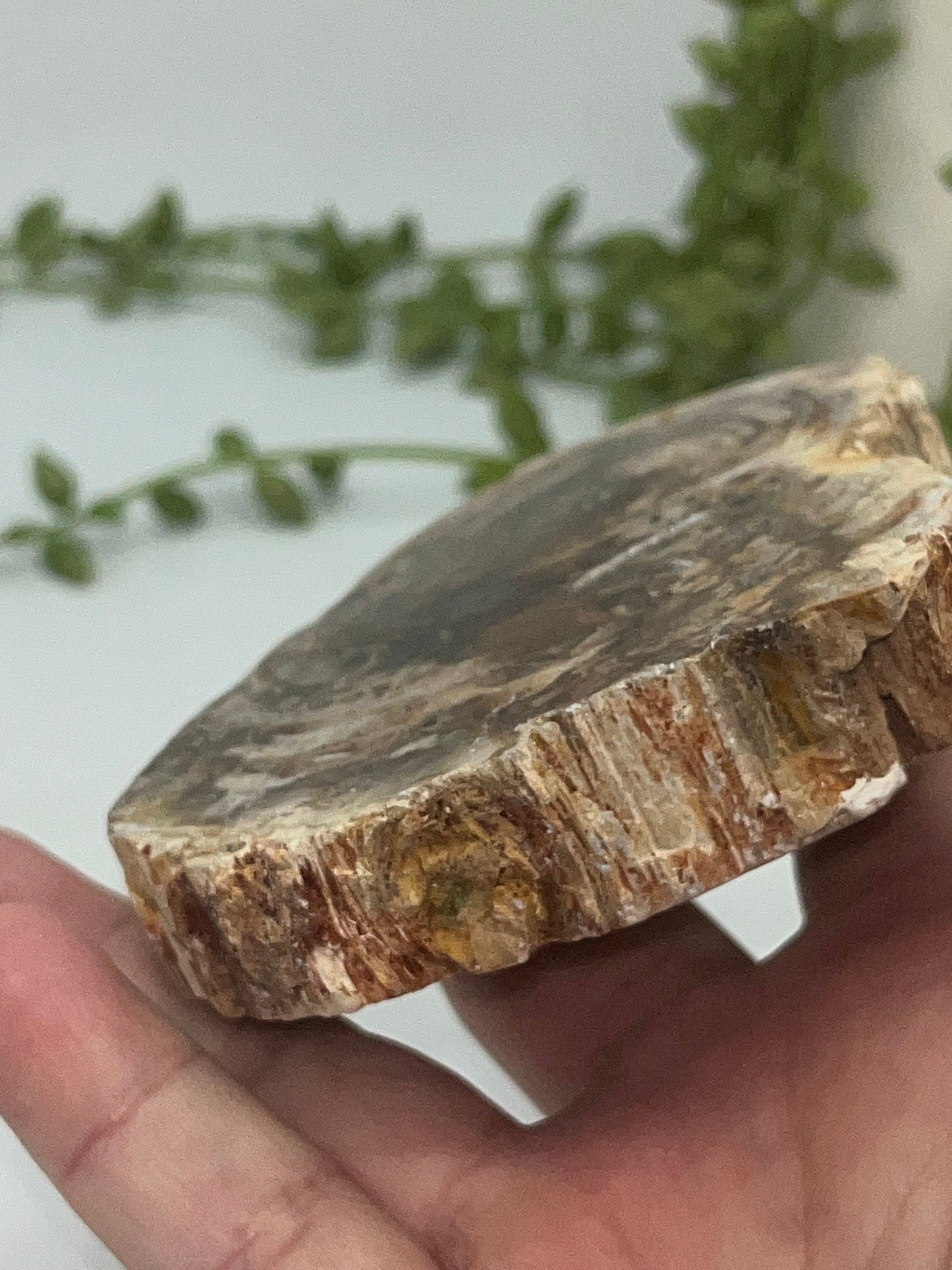 Genuine Petrified Wood Slice, Petrified Wood Slab, Root Chakra, Heart Chakra, opalised wood, fossil wood