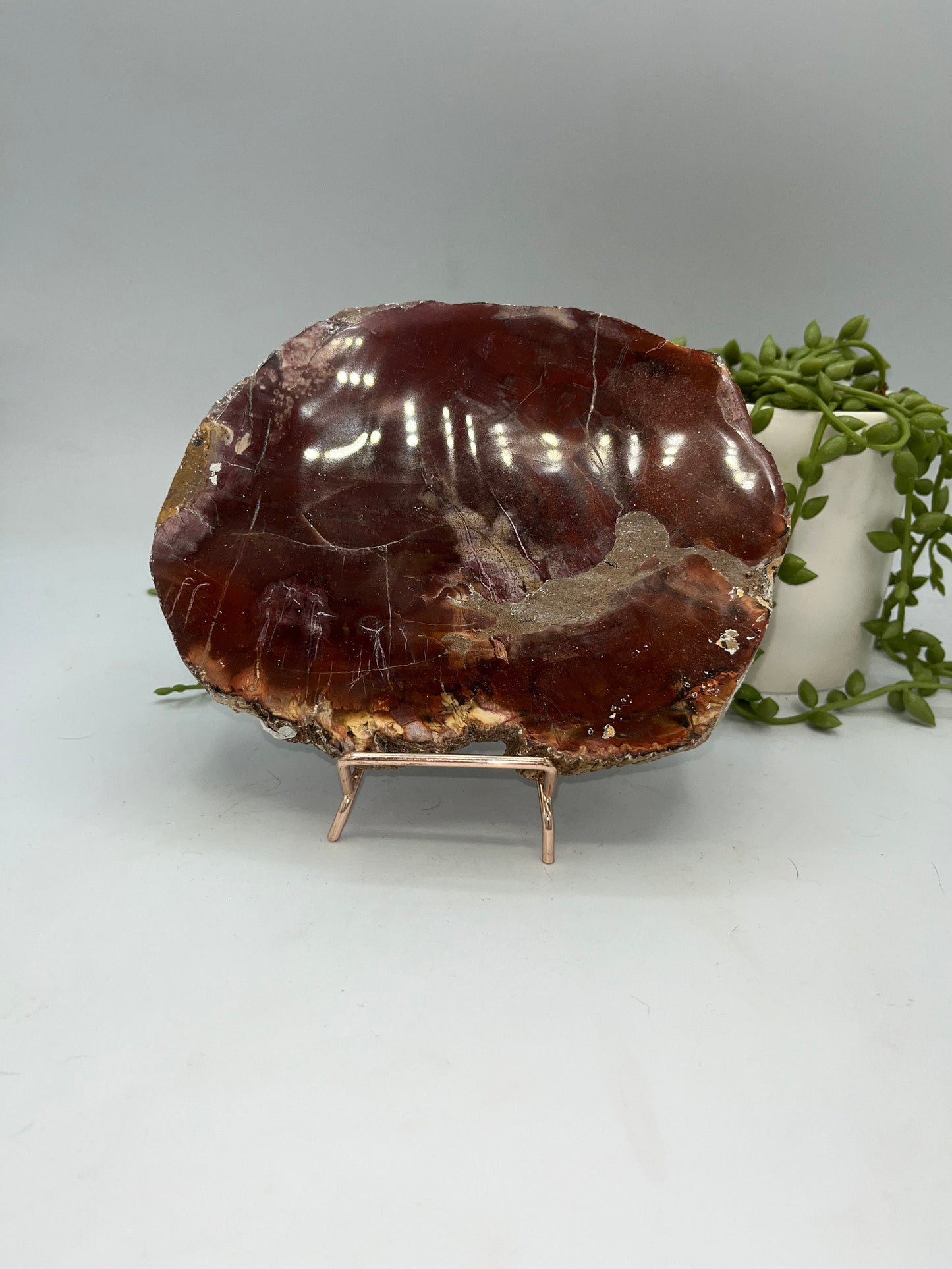 Genuine Petrified Wood Slice, Petrified Wood Slab, Root Chakra, Heart Chakra, opalised wood, fossil wood