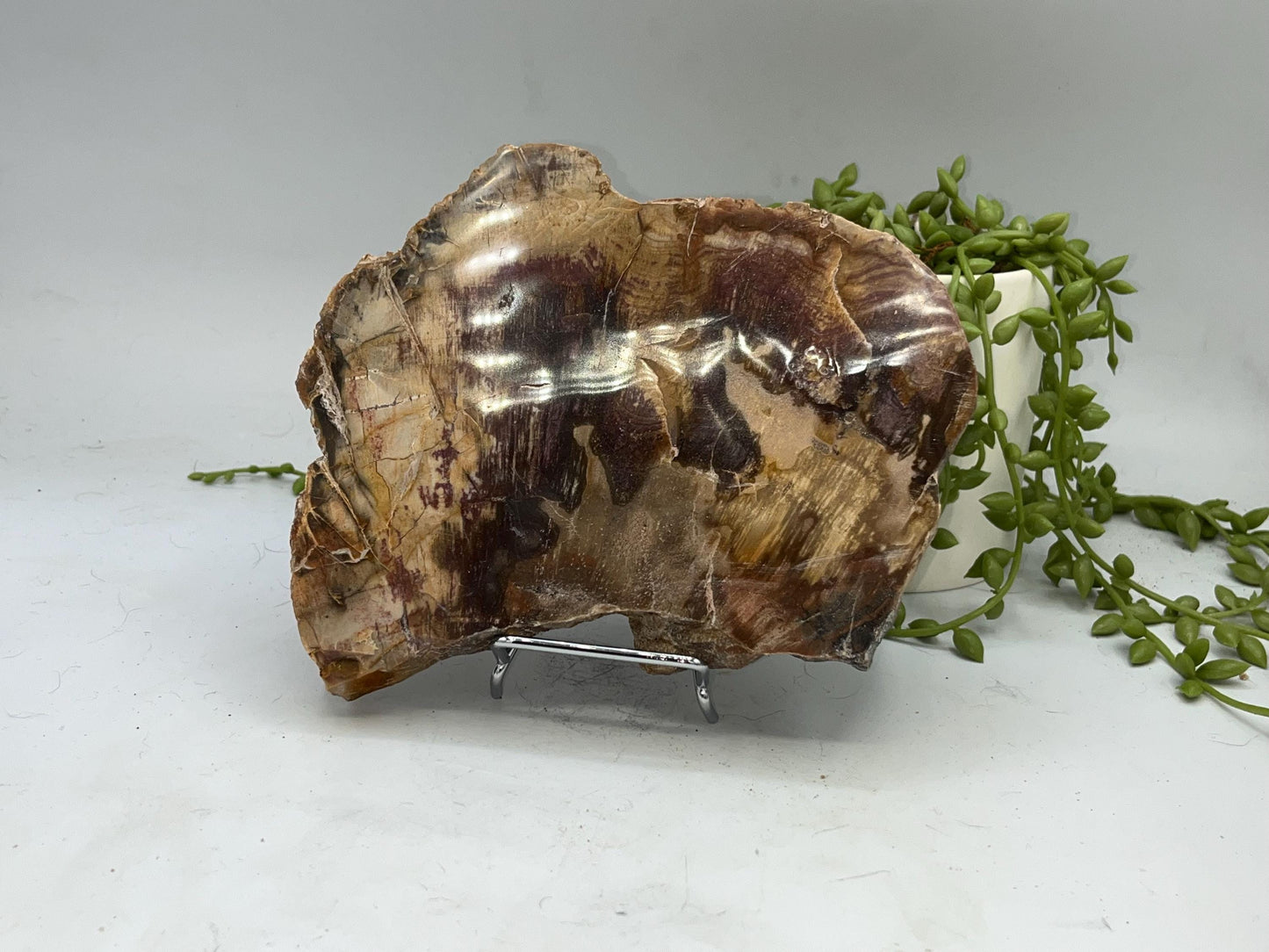 Genuine Petrified Wood Slice (A), Petrified Wood Slab, Root Chakra, Heart Chakra, opalised wood, fossil wood