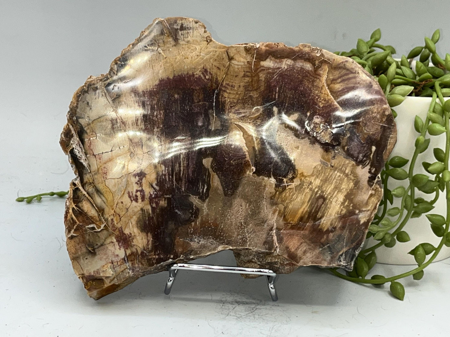 Genuine Petrified Wood Slice (A), Petrified Wood Slab, Root Chakra, Heart Chakra, opalised wood, fossil wood