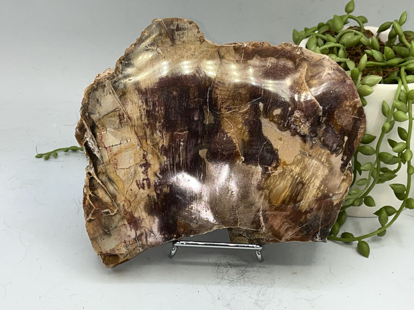 Genuine Petrified Wood Slice (A), Petrified Wood Slab, Root Chakra, Heart Chakra, opalised wood, fossil wood