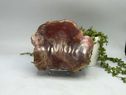 Genuine Petrified Wood Slice (B), Petrified Wood Slab, Root Chakra, Heart Chakra, opalised wood, fossil wood