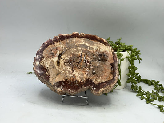 Genuine Petrified Wood Slice (C), Petrified Wood Slab, Root Chakra, Heart Chakra, opalised wood, fossil wood