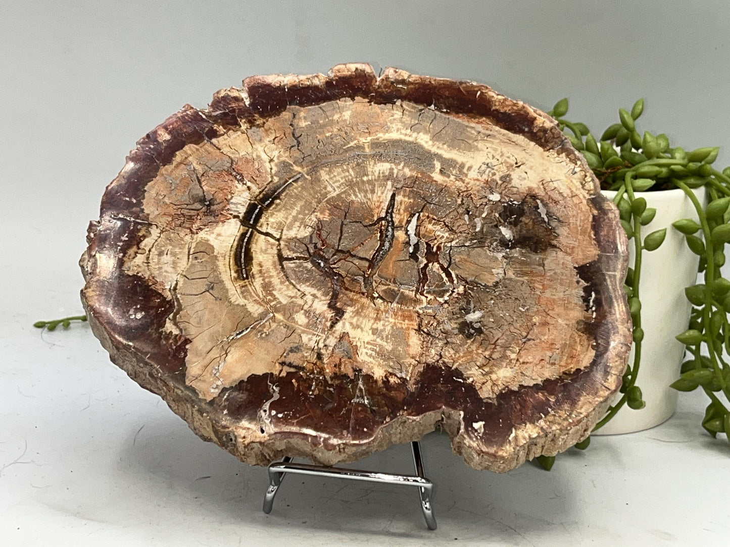 Genuine Petrified Wood Slice (C), Petrified Wood Slab, Root Chakra, Heart Chakra, opalised wood, fossil wood
