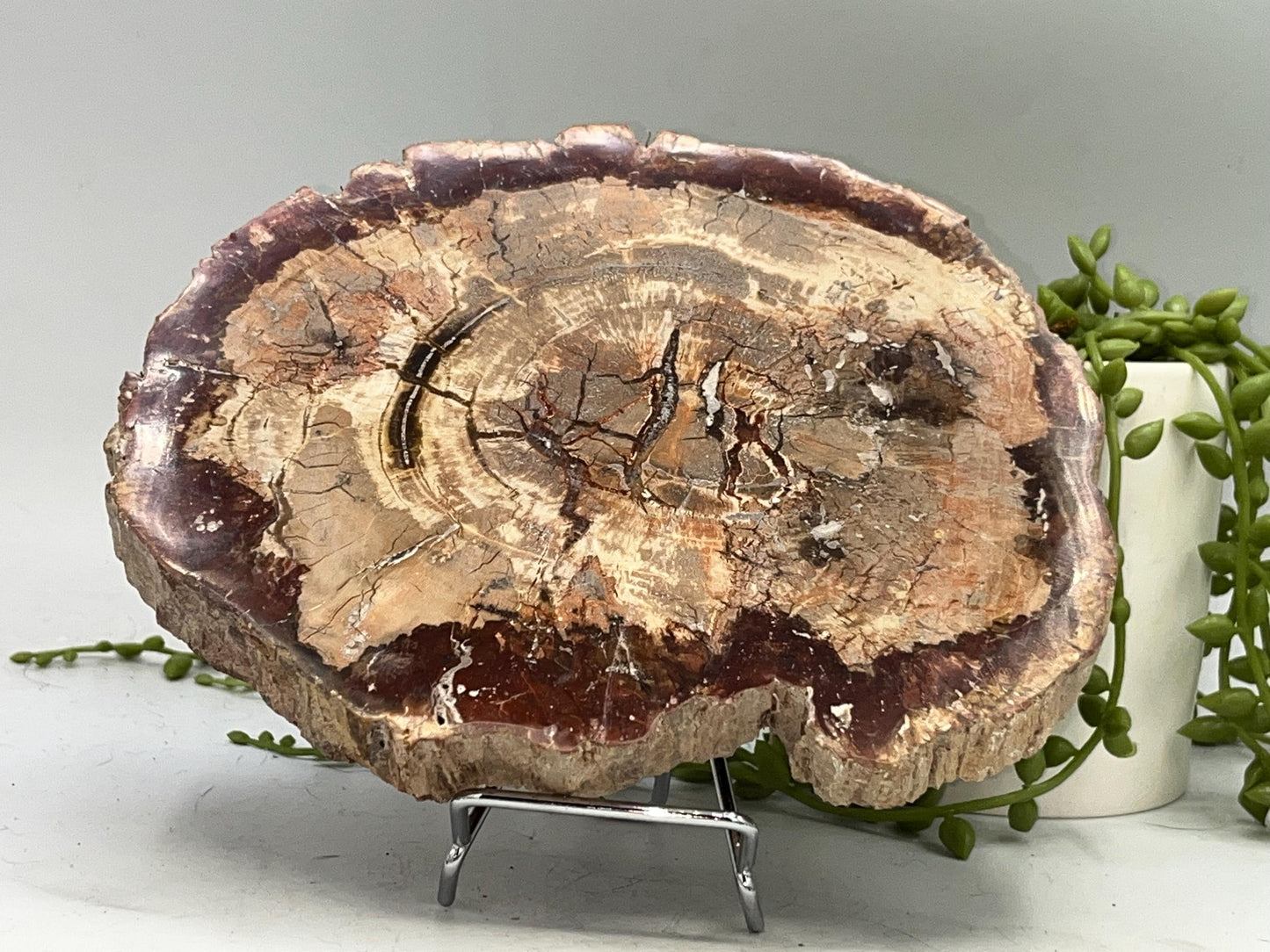 Genuine Petrified Wood Slice (C), Petrified Wood Slab, Root Chakra, Heart Chakra, opalised wood, fossil wood