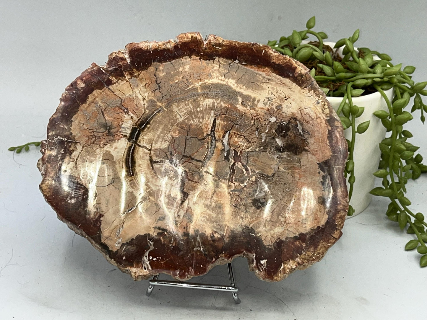 Genuine Petrified Wood Slice (C), Petrified Wood Slab, Root Chakra, Heart Chakra, opalised wood, fossil wood