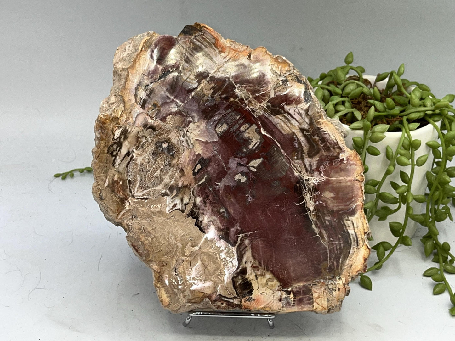 Genuine Petrified Wood Slice (D), Petrified Wood Slab, Root Chakra, Heart Chakra, opalised wood, fossil wood