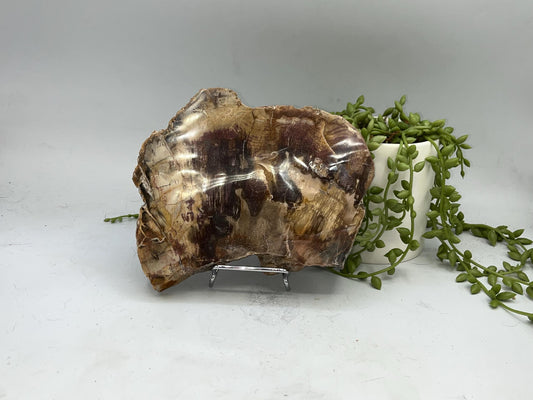 Genuine Petrified Wood Slice (A), Petrified Wood Slab, Root Chakra, Heart Chakra, opalised wood, fossil wood