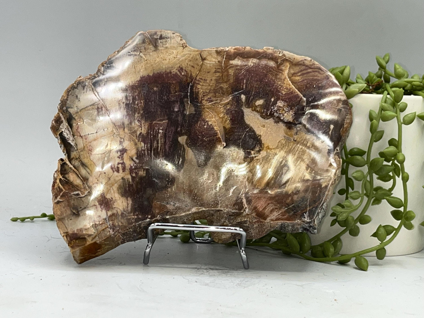 Genuine Petrified Wood Slice (A), Petrified Wood Slab, Root Chakra, Heart Chakra, opalised wood, fossil wood