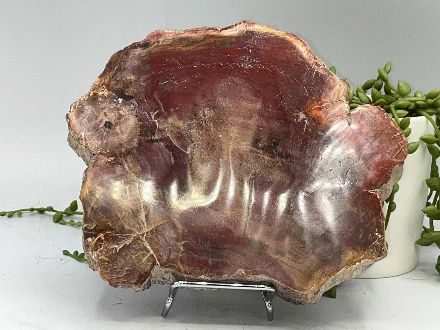 Genuine Petrified Wood Slice (B), Petrified Wood Slab, Root Chakra, Heart Chakra, opalised wood, fossil wood