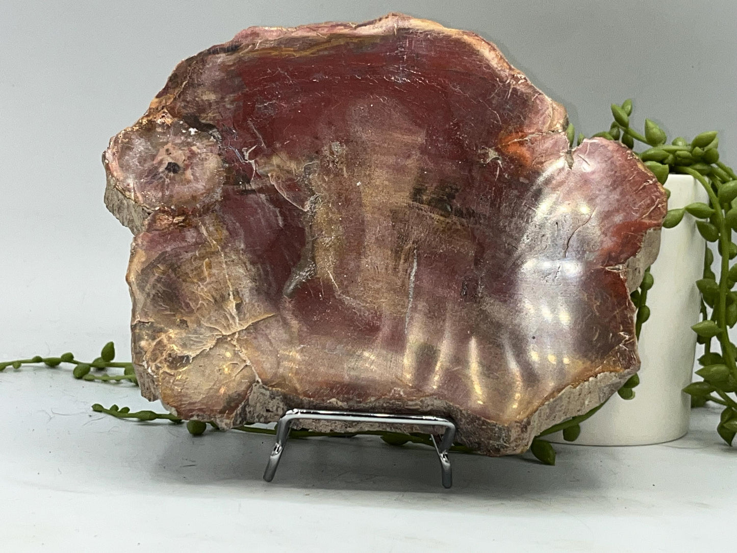 Genuine Petrified Wood Slice (B), Petrified Wood Slab, Root Chakra, Heart Chakra, opalised wood, fossil wood