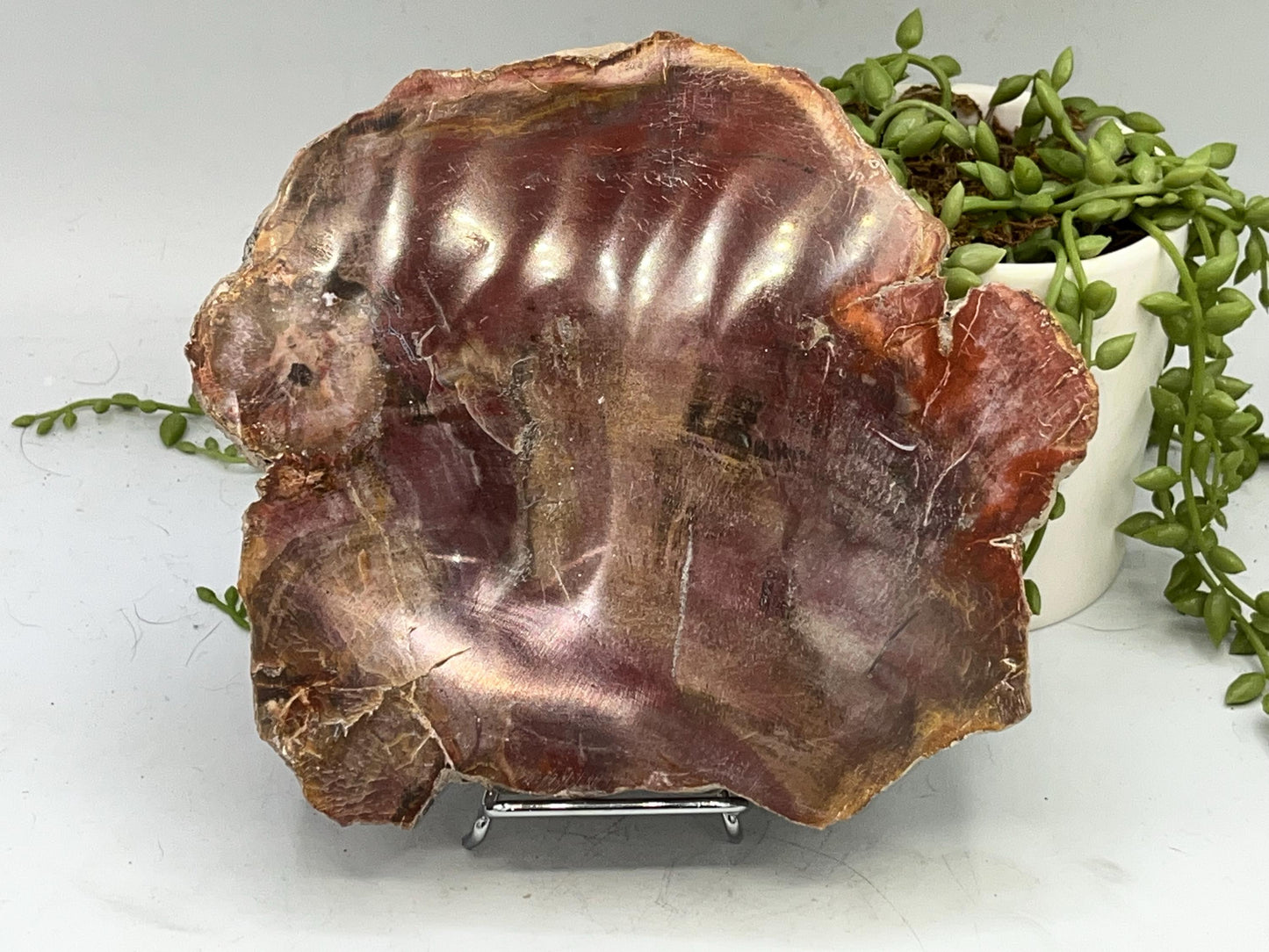 Genuine Petrified Wood Slice (B), Petrified Wood Slab, Root Chakra, Heart Chakra, opalised wood, fossil wood