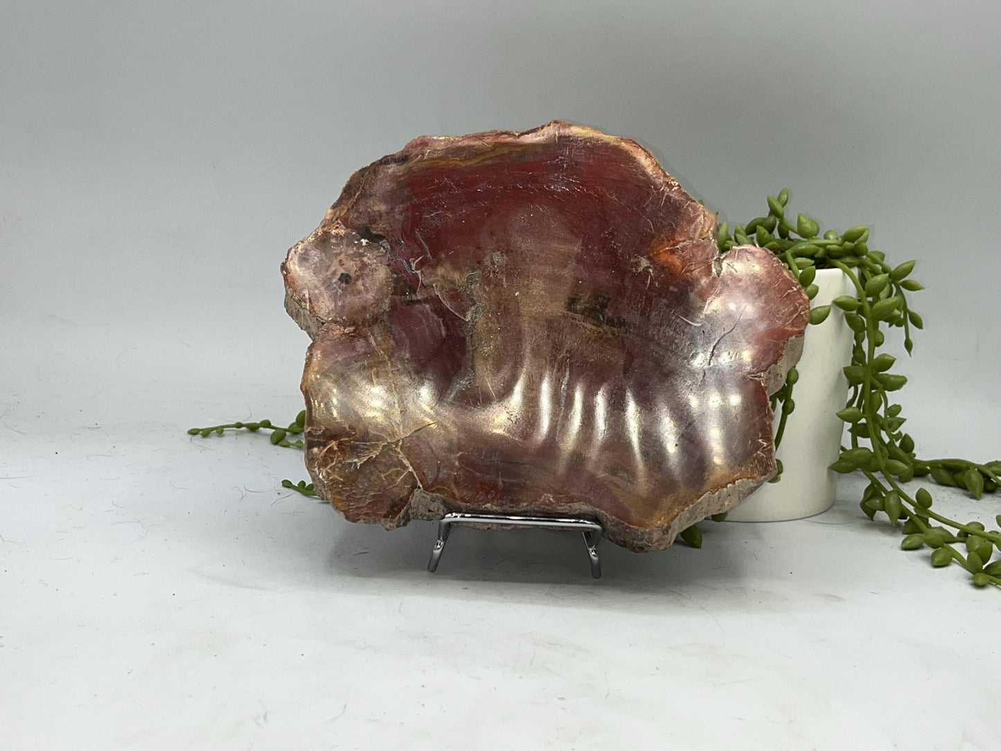 Genuine Petrified Wood Slice (B), Petrified Wood Slab, Root Chakra, Heart Chakra, opalised wood, fossil wood