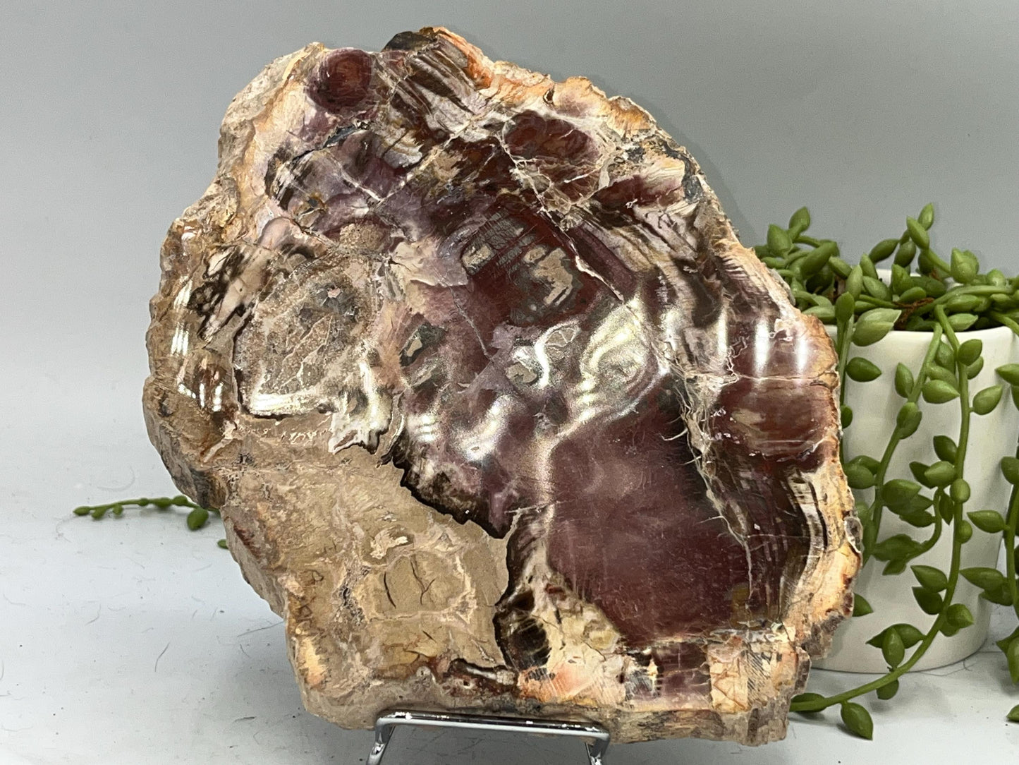 Genuine Petrified Wood Slice (D), Petrified Wood Slab, Root Chakra, Heart Chakra, opalised wood, fossil wood