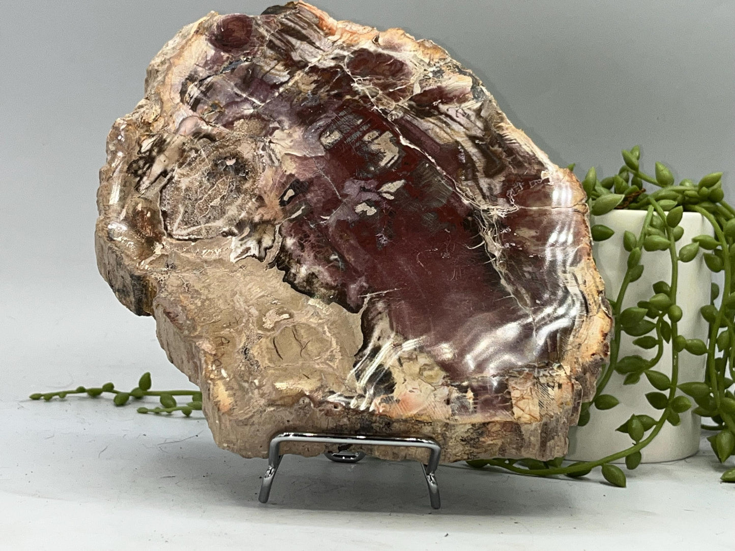 Genuine Petrified Wood Slice (D), Petrified Wood Slab, Root Chakra, Heart Chakra, opalised wood, fossil wood