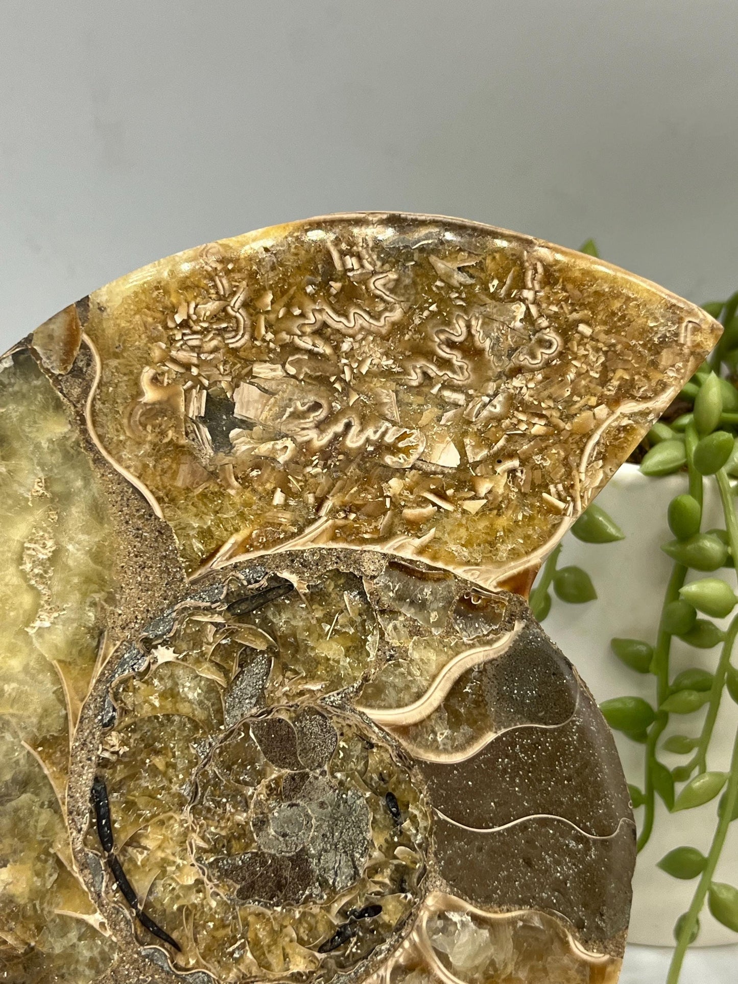 Beautiful Ammonite shell from Morocco. Spiral Shell Ammonite, Polished Half Shell Ammonite