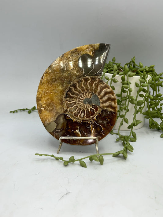 Beautiful Ammonite shell from Morocco. Spiral Shell Ammonite, Polished Half Shell Ammonite