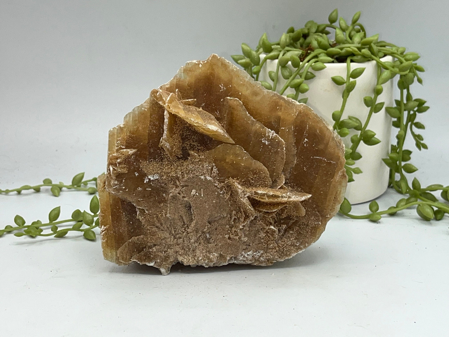 Selenite Desert Rose from Morocco. Sand Rose, Sahara Rose, Rose Rock, Selenite Rose, Gypsum Rose, Baryte (Barite) Rose. 605 grams