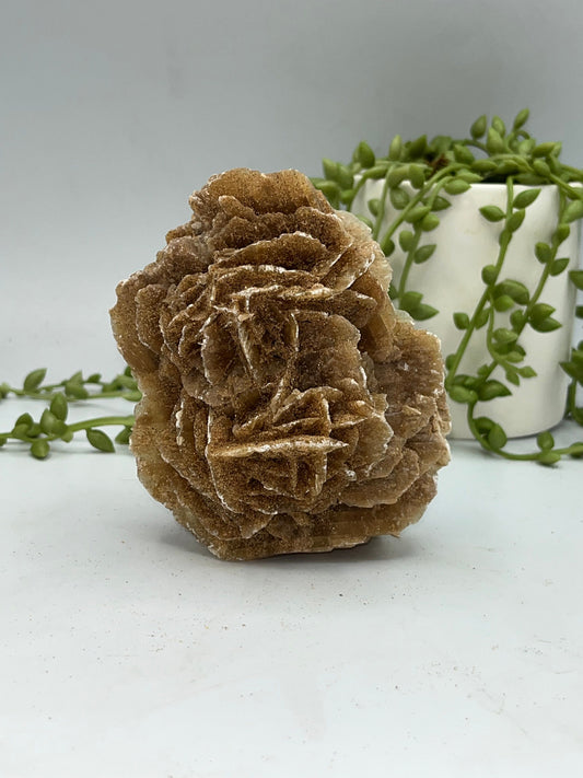 Selenite Desert Rose from Morocco. Sand Rose, Sahara Rose, Rose Rock, Selenite Rose, Gypsum Rose, Baryte (Barite) Rose. 380 grams