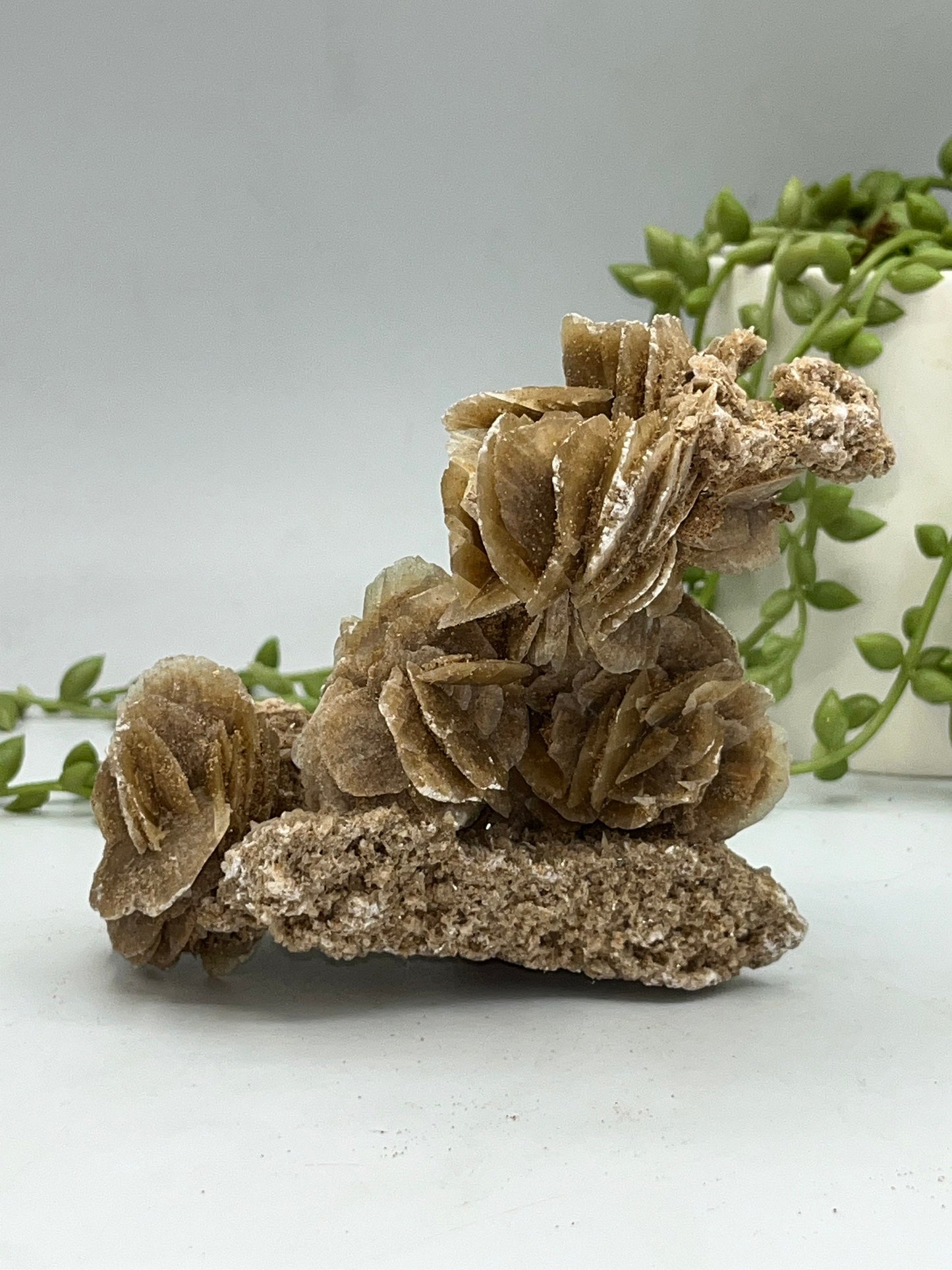 Selenite Desert Rose from Morocco. Sand Rose, Sahara Rose, Rose Rock, Selenite Rose, Gypsum Rose, Baryte (Barite) Rose. 265 grams