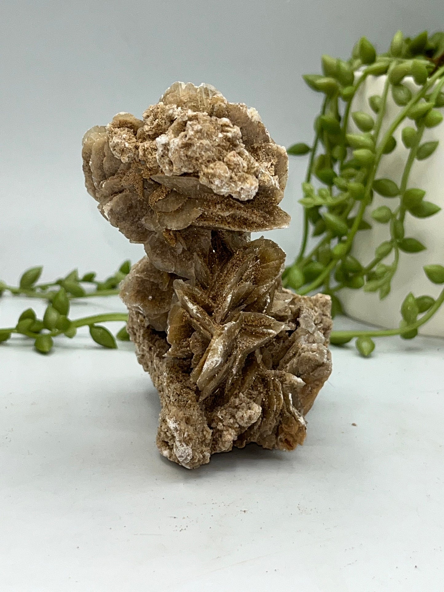 Selenite Desert Rose from Morocco. Sand Rose, Sahara Rose, Rose Rock, Selenite Rose, Gypsum Rose, Baryte (Barite) Rose. 265 grams