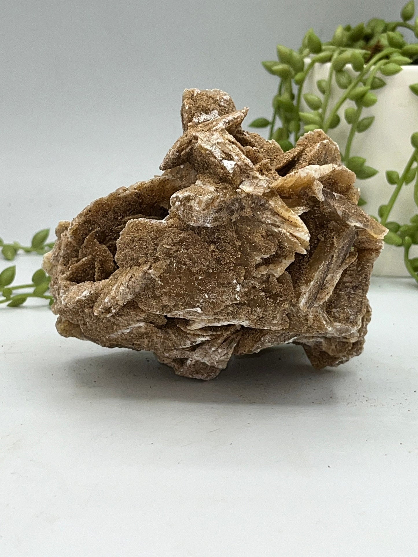 Selenite Desert Rose from Morocco. Sand Rose, Sahara Rose, Rose Rock, Selenite Rose, Gypsum Rose, Baryte (Barite) Rose. 530 grams