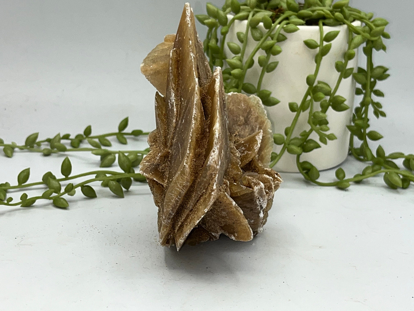 Selenite Desert Rose from Morocco. Sand Rose, Sahara Rose, Rose Rock, Selenite Rose, Gypsum Rose, Baryte (Barite) Rose. 605 grams